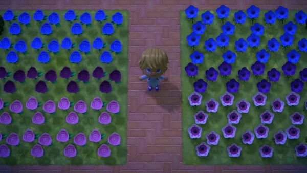 Happy Bi Visibility Day! Tiny Klavier stands in the middle of a bi pride flag of flowers.